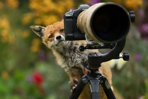 Animals As Photographer