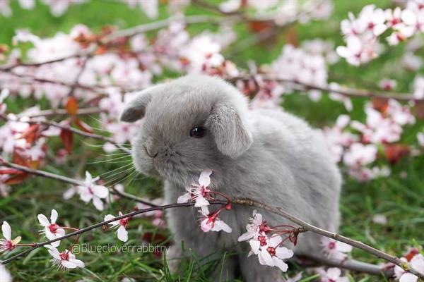 Cute Pictures Of Adorable & Therapeutic Rabbit Breeds