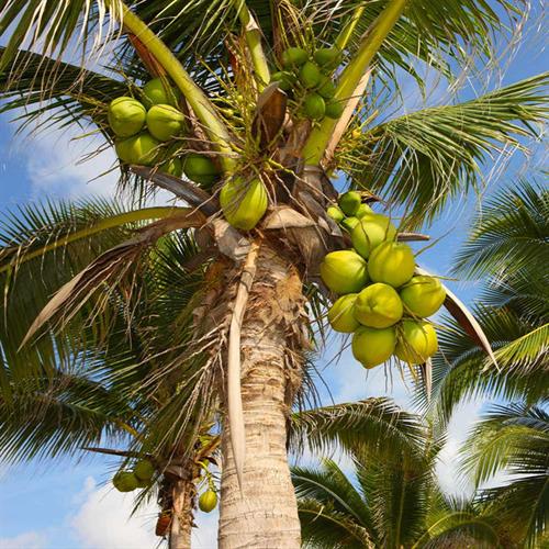 The mythology of the birth of the coconut