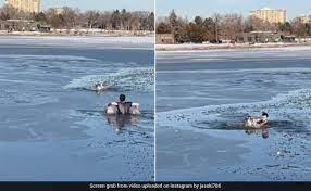  एक औरत गायब, नदी की बर्फबारी में कुत्ते को बचाने का प्रयास।