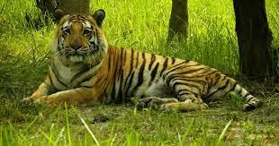  West Bengal's Sunderbans to start annual tiger census from November 27