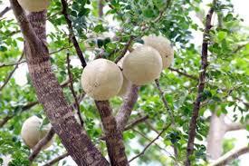 Wood Apple(Bael) Benefits and Side Effects