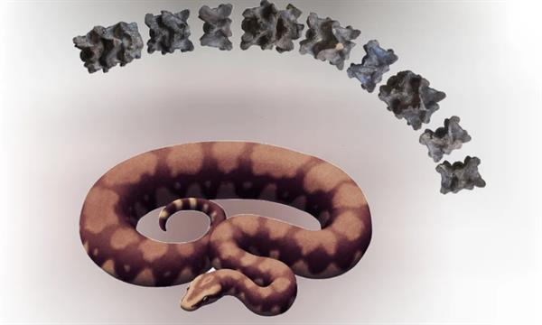 IT Roorkee professors discover fossil of 47-million-year-old snake in Gujarat: ‘One of the largest known’.
