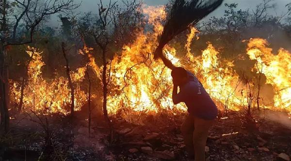 आंध्र प्रदेश के सोमसिला जंगल में जंगल की आग भड़की, आग बुझाने के प्रयास जारी।