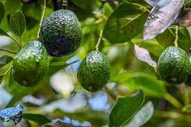 US' Avocado Demand Leads to Deforestation Horror in Mexico.