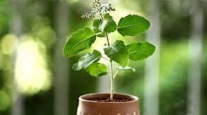 Janmashtami 2024 Tulsi Ke Upay: Adopt these Tulsi remedies on Krishna Janmashtami, poverty will go away.