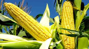 Corn business reaches Rs 4,000 crore.