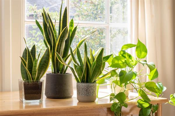 30 Fun Facts about Plants!