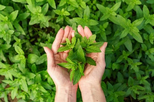 Basil leaves present in the house can protect from many serious diseases.