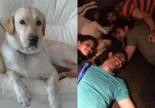 Ankita Lokhande and Sushant Singh Rajput's pet dog Scotch passes away; emotional fans say 'So sorry....he waited for you'