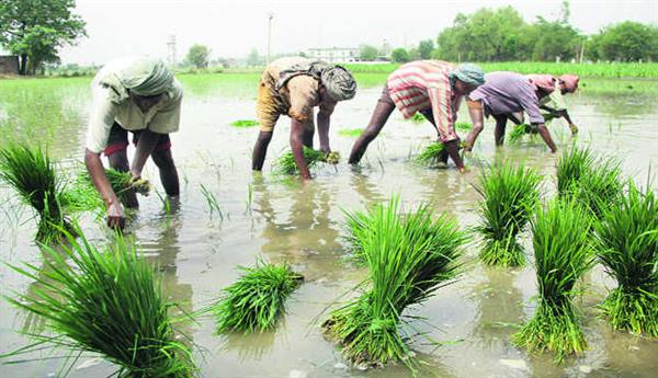 Govt hikes paddy MSP by Rs 117 to Rs 2,300 per quintal.
