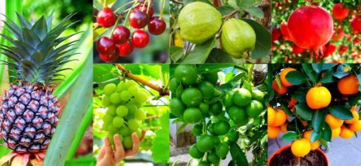 Follow these small tips for fruit gardening.