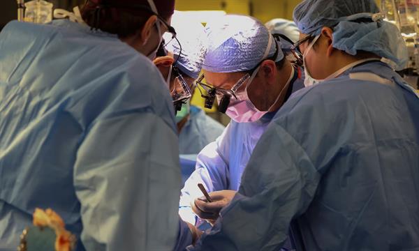  अमेरिकी मरीज को चिकित्सा मील के पत्थर में संशोधित सुअर किडनी प्रत्यारोपण प्राप्त हुआ