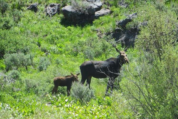 Nevada's First Big-Game Moose Hunt Will Be Tiny as Unusual Southern Expansion Defies Climate Change