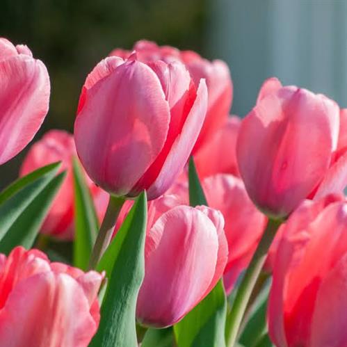 10 Fun Facts About Tulips