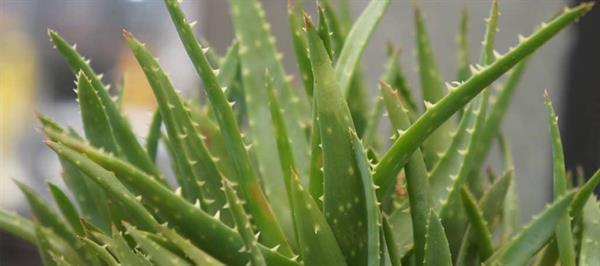 10 Amazing Aloe Facts!