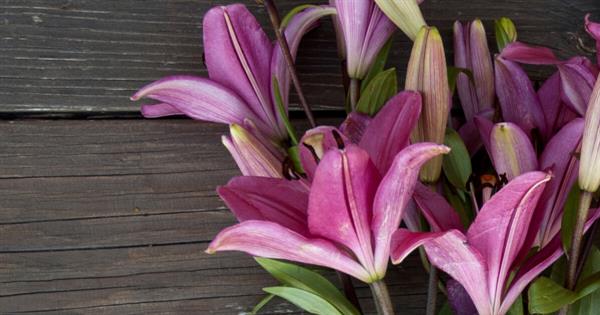 12 Things You Didn’t Know About Lilies
