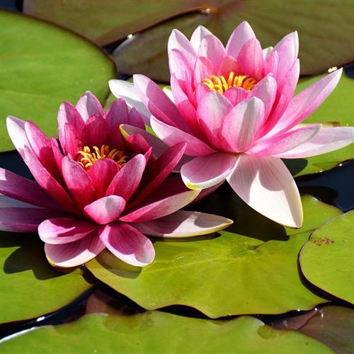 10 Interesting Facts About the Lotus Flower