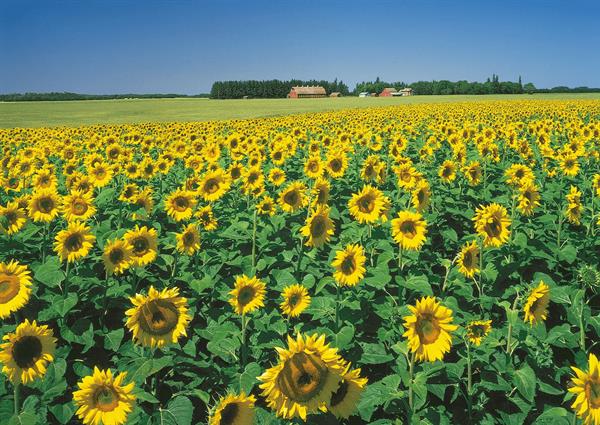 8 Facts You Didn't Know About Sunflowers