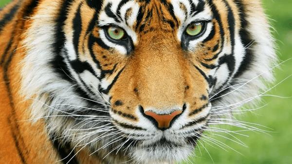 WWF'S TOP 10 FACTS ABOUT TIGERS