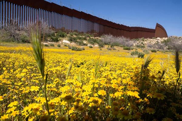 वनस्पतिशास्त्री एक विशाल दीवार द्वारा विभाजित भूले हुए पारिस्थितिकी तंत्र का दस्तावेजीकरण करने के लिए अमेरिका-मेक्सिको सीमा की छानबीन कर रहे हैं