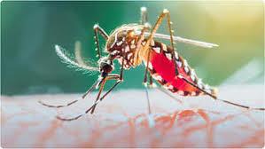 The number of dengue patients in Delhi has crossed 4500, so many cases have been reported so far in November.