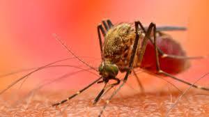 Dengue havoc in Delhi, malaria and chikungunya cases also on the rise.