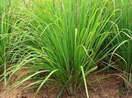 If you have planted lemon grass plant indoors, then be prepared to face these problems.